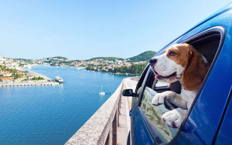 7 tips voor reizen met je huisdier