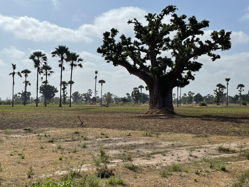 Vakantie Senegal Baobab boom