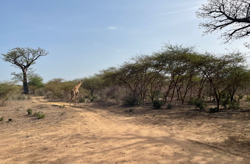 Safari in Senegal vakantie